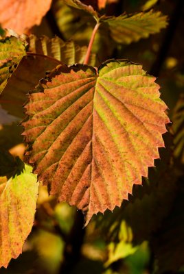 Davidia involucrata 'Vilmoriniana' - davidie listenová - list podzim